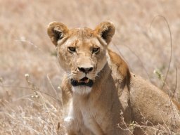 Bologonja_Seronera2009-73